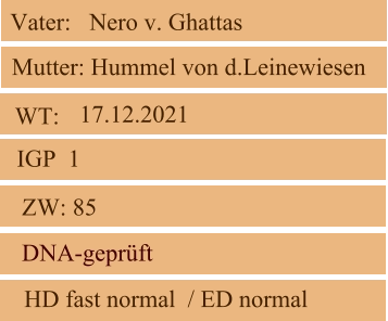 WT:  ZW: 85 IGP  1 DNA-geprüft   HD fast normal  / ED normal  Mutter: Hummel von d.Leinewiesen Vater:   Nero v. Ghattas 17.12.2021